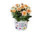 Хризантема са наранџастим цветовима у белој саксији са текстом „SEASONAL COLOURS CHRYSANTHEMUM“.