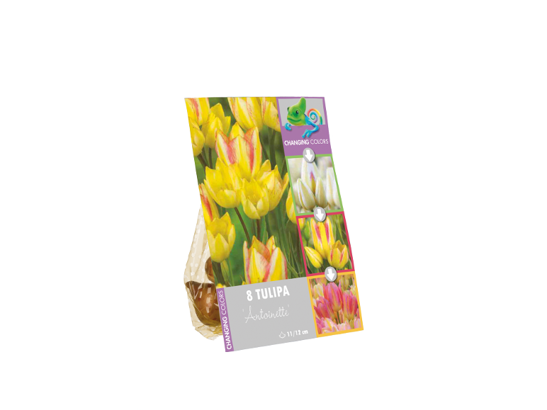 Pakovanje od 8 lukovica lala 'Antoinette' sa žutim cvetovima koji menjaju boju.