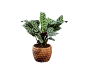 Sobna biljka Calathea makoyana u braon saksiji sa teksturiranim uzorkom.