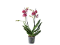Orhideja Phalaenopsis sa crveno-belim pegavim cvetovima u providnoj saksiji.