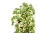 Sobna biljka Polyscias fruticosa 'Marginata' sa zelenim i krem listovima.
