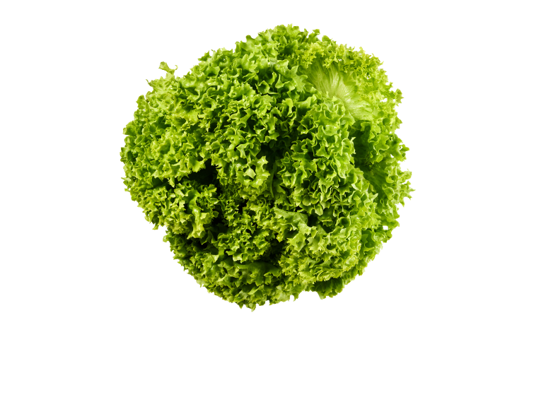Sveža zelena kovrdžava salata na crnoj pozadini.