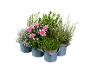 Ružičaste hrizanteme, vresak i druge ukrasne biljke u sivim saksijama.