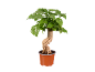 Bonsai sa zelenim lišćem u braon plastičnoj saksiji