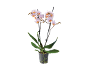 Orhideja Phalaenopsis sa svetloružičastim i narandžastim cvetovima u providnoj saksiji.