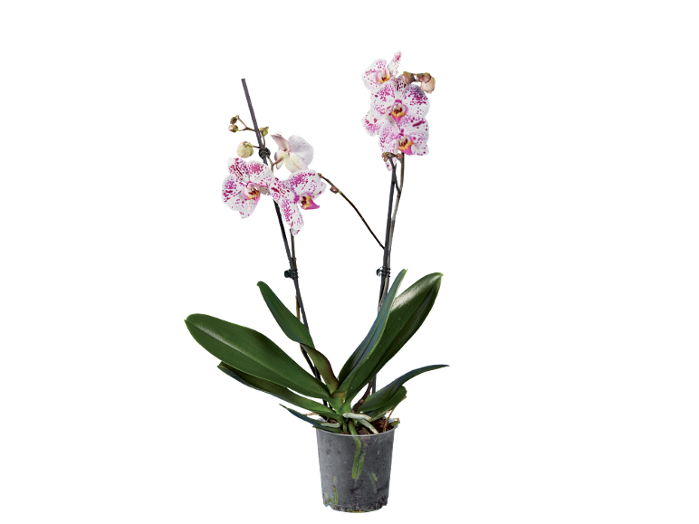 Orhideja Phalaenopsis sa belim cvetovima i ljubičastim mrljama u providnoj saksiji.