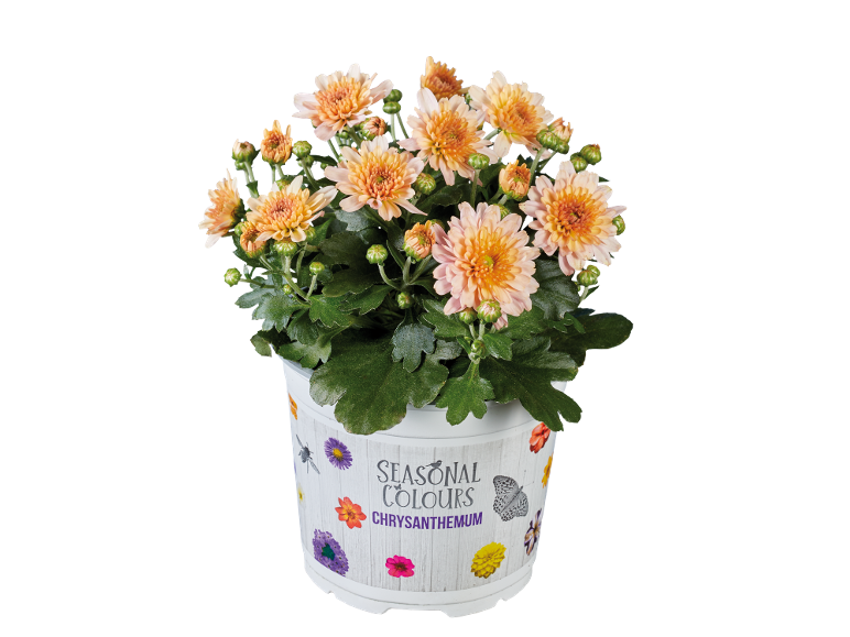 Хризантема са наранџастим цветовима у белој саксији са текстом „SEASONAL COLOURS CHRYSANTHEMUM“.