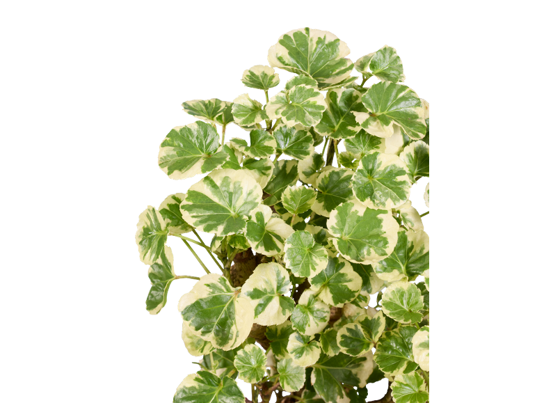 Sobna biljka Polyscias fruticosa 'Marginata' sa zelenim i krem listovima.