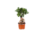 Bonsai fikus ginseng u braon saksiji na crnoj pozadini.