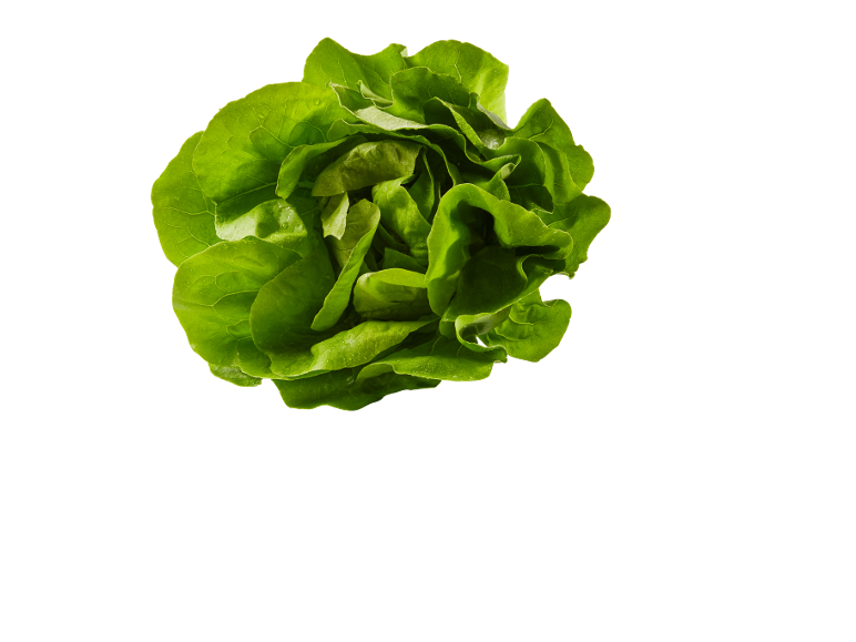 Sveža zelena glavica salate sa kapljicama vode na crnoj pozadini.