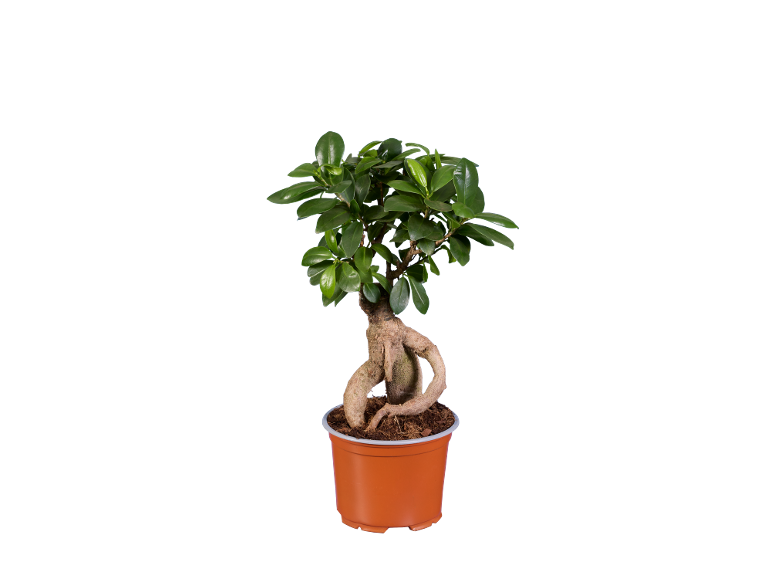 Bonsai fikus ginseng u braon saksiji na crnoj pozadini.