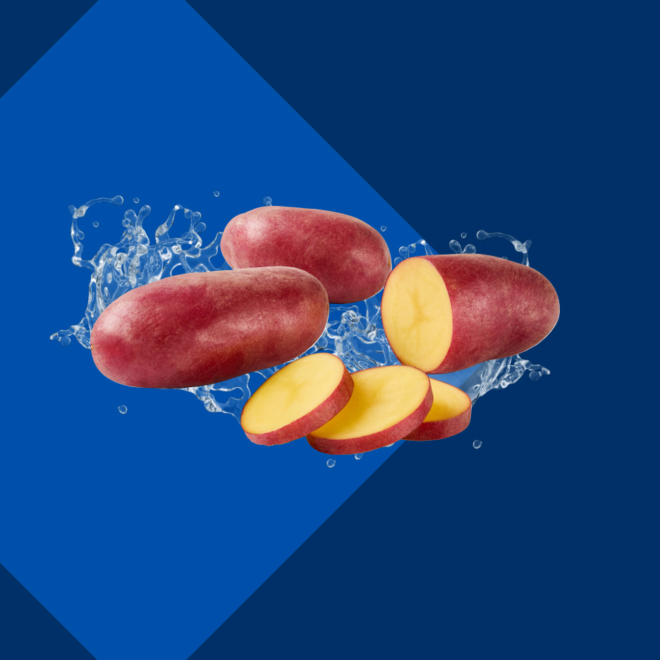 Crveni krompiri, celi i isečeni, sa prskanjem vode na plavoj pozadini.