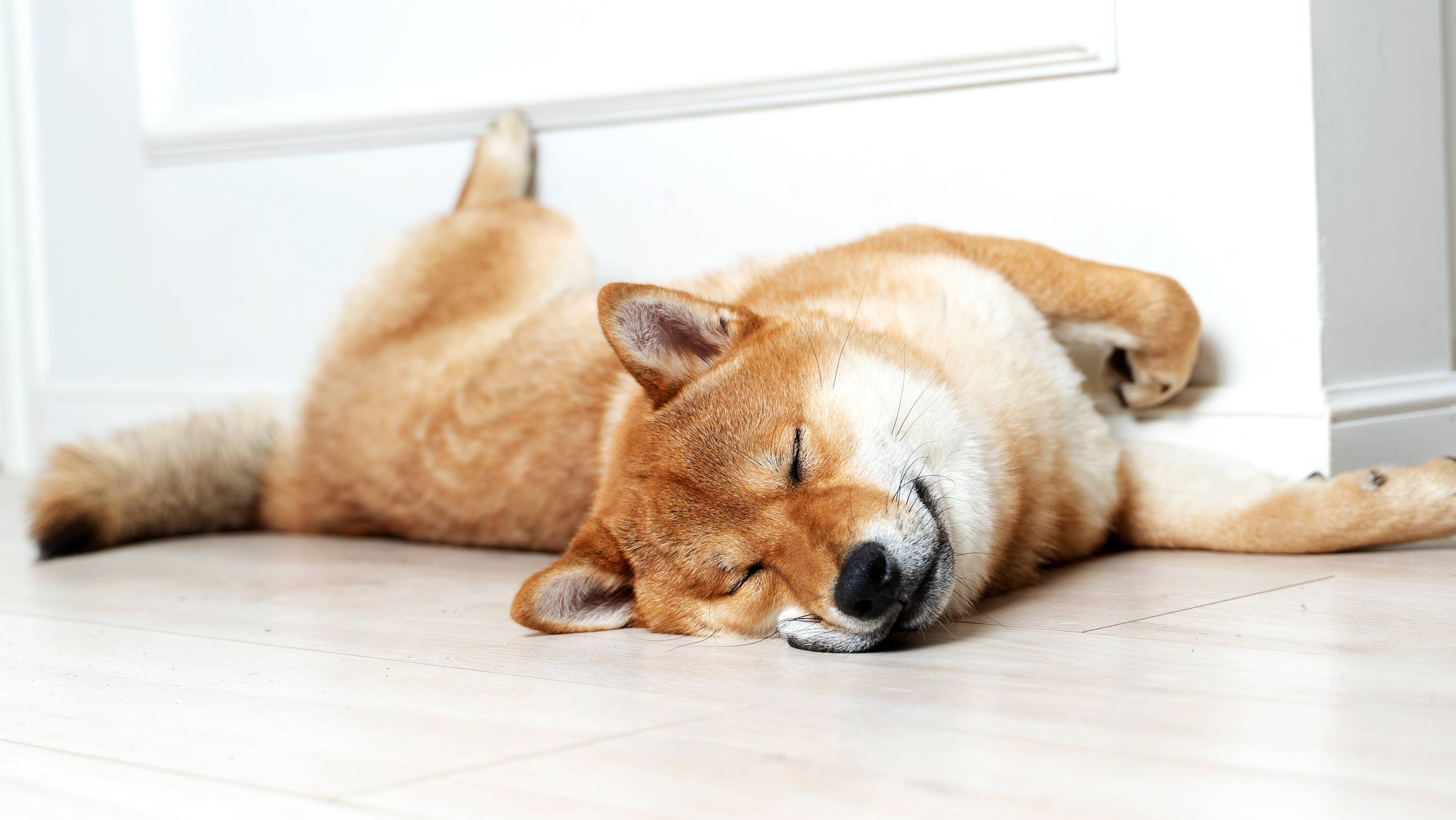 Uspavani pas Shiba Inu leži na podu pored zida.