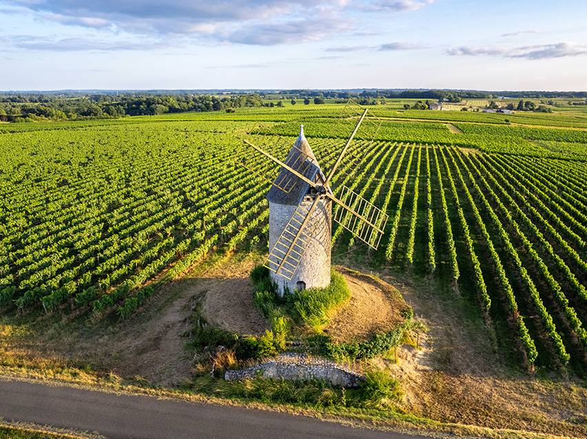 Vetrenjača okružena zelenim vinogradima pod plavim nebom.