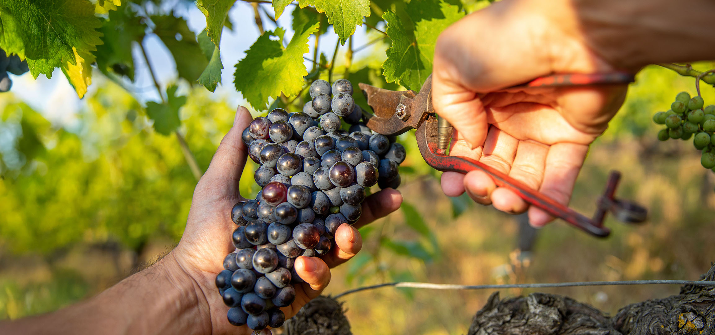 Ruka bere grozdove crvenog grožđa u sunčanom vinogradu.