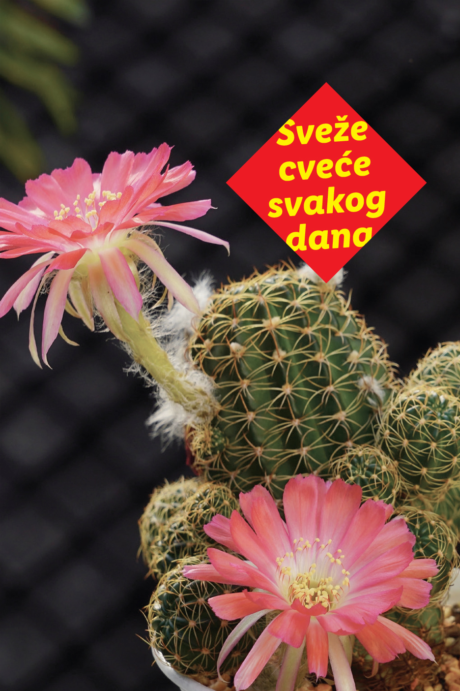 Kaktus sa ružičastim cvetovima i tekstom „Sveže cveće svakog dana“.