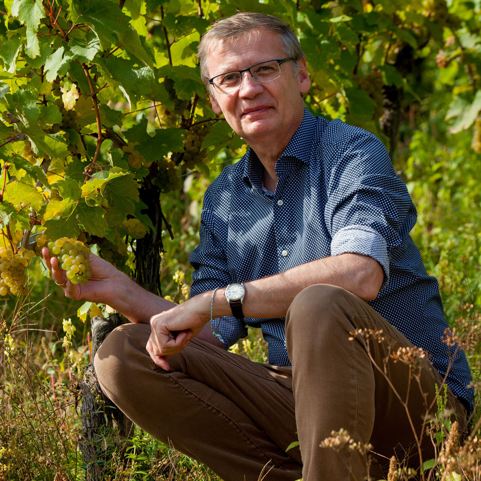 Muškarac u vinogradu drži grožđe, prikazujući berbu.