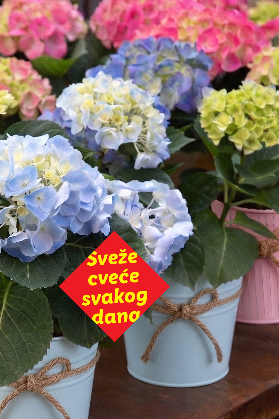 Raznobojne hortenzije u saksijama sa natpisom 'Sveže cveće svakog dana'.