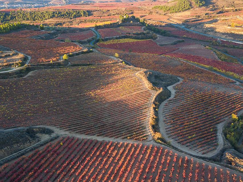 Pogled iz vazduha na vinograd sa redovima crvenih i narandžastih vinove loze u jesen.