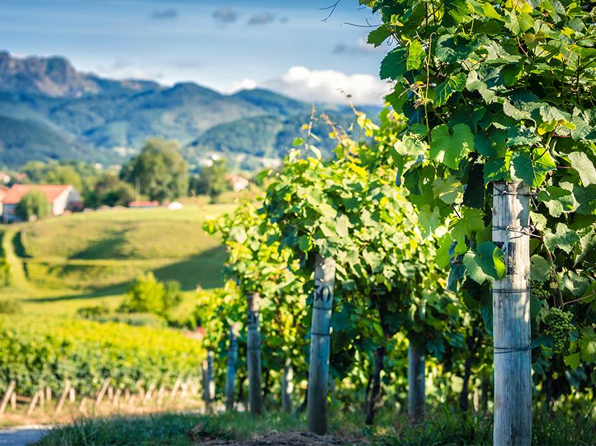 Bujni zeleni redovi vinograda sa planinama i selom u pozadini pod plavim nebom