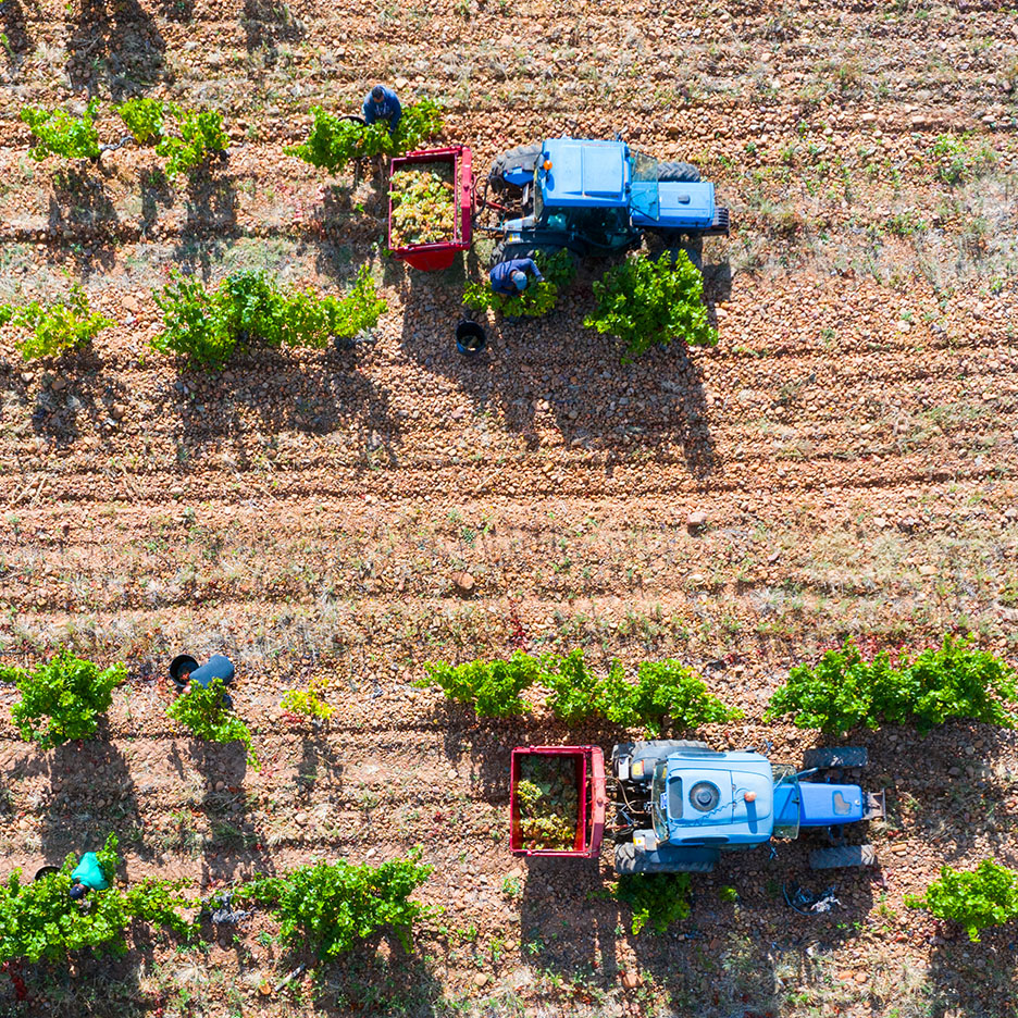 Berba grožđa u vinogradu sa traktorima i radnicima, pogled iz vazduha.