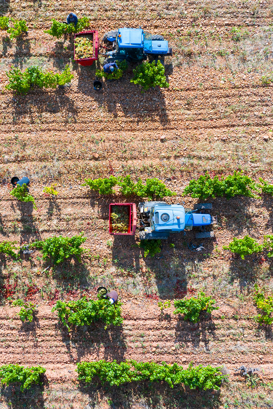 Dva traktora i radnici beru grožđe u vinogradu.