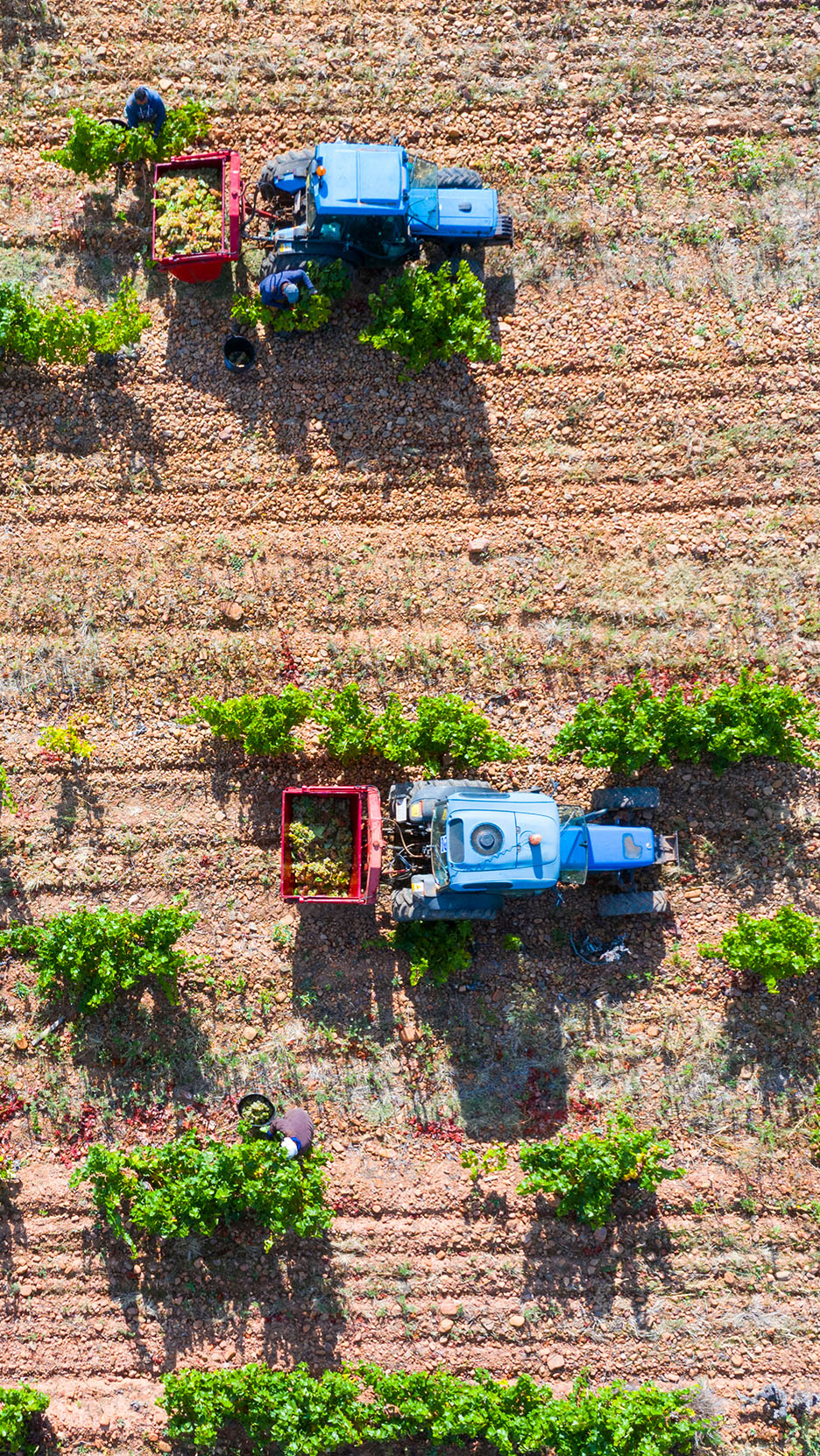 Dva plava traktora u vinogradu, puna grožđa, sa radnicima koji beru usev.