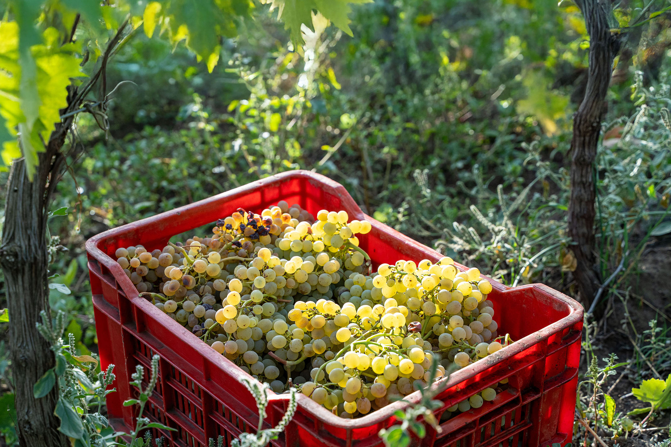 Sveže ubrano zeleno grožđe u crvenoj gajbi u vinogradu.