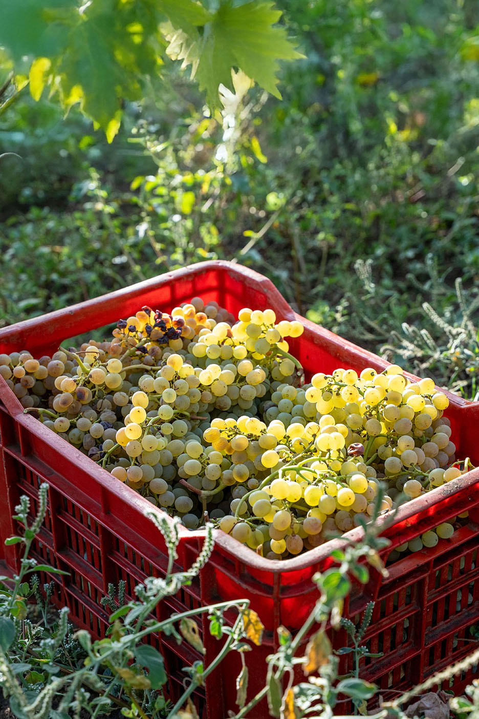 Crvena gajba puna sveže ubranog belog grožđa u vinogradu.
