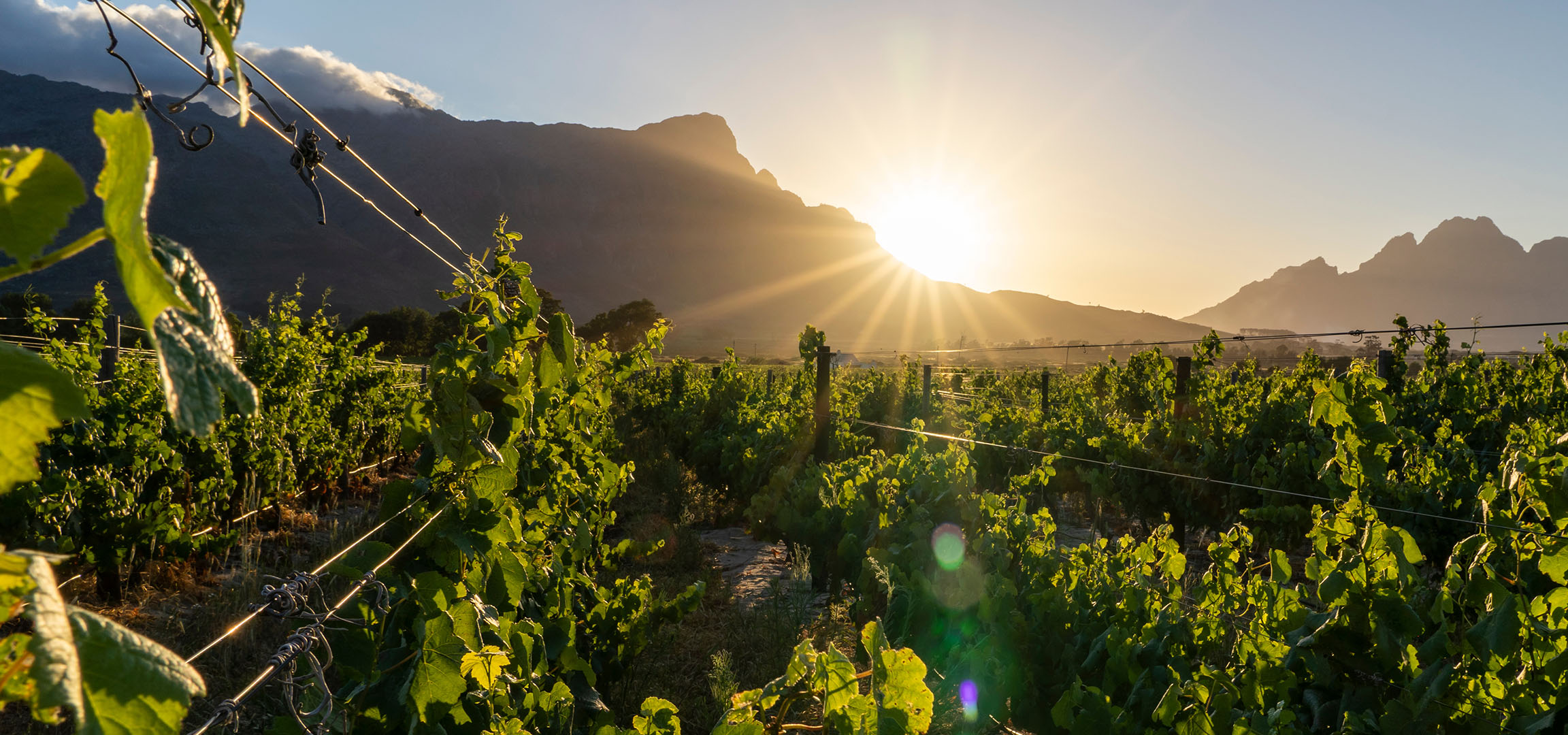 Vinograd u zalasku sunca sa planinama u pozadini, sunčevi zraci probijaju.