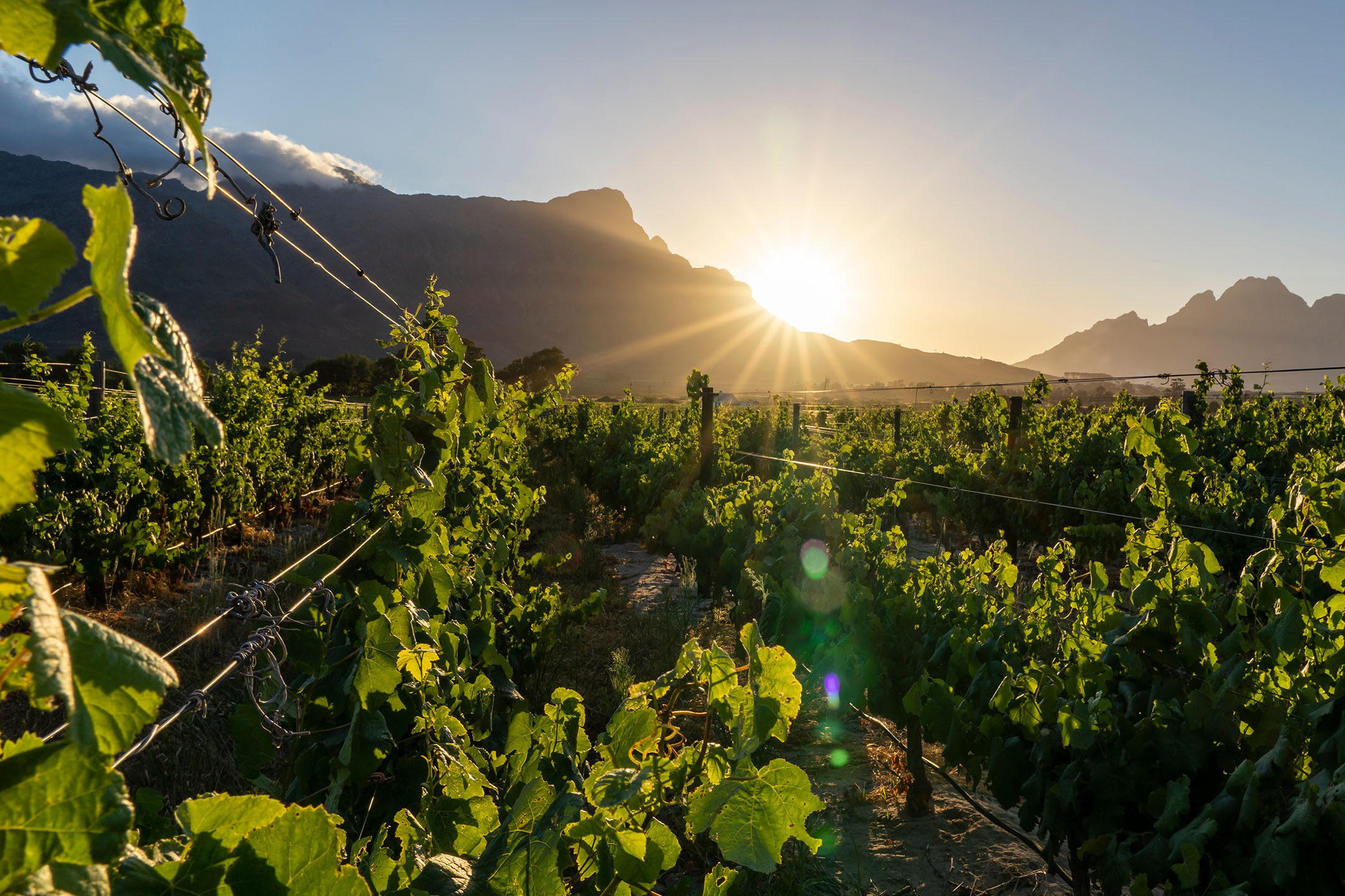 Zeleni vinogradi sa planinama i jarkim zalaskom sunca u pozadini.