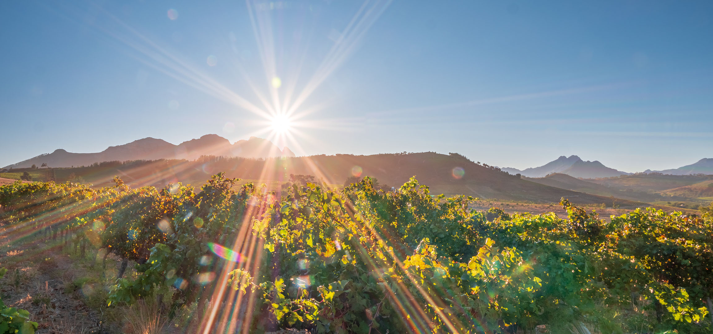 Sunčani vinogradi sa planinama u pozadini, jarki sunčevi zraci.