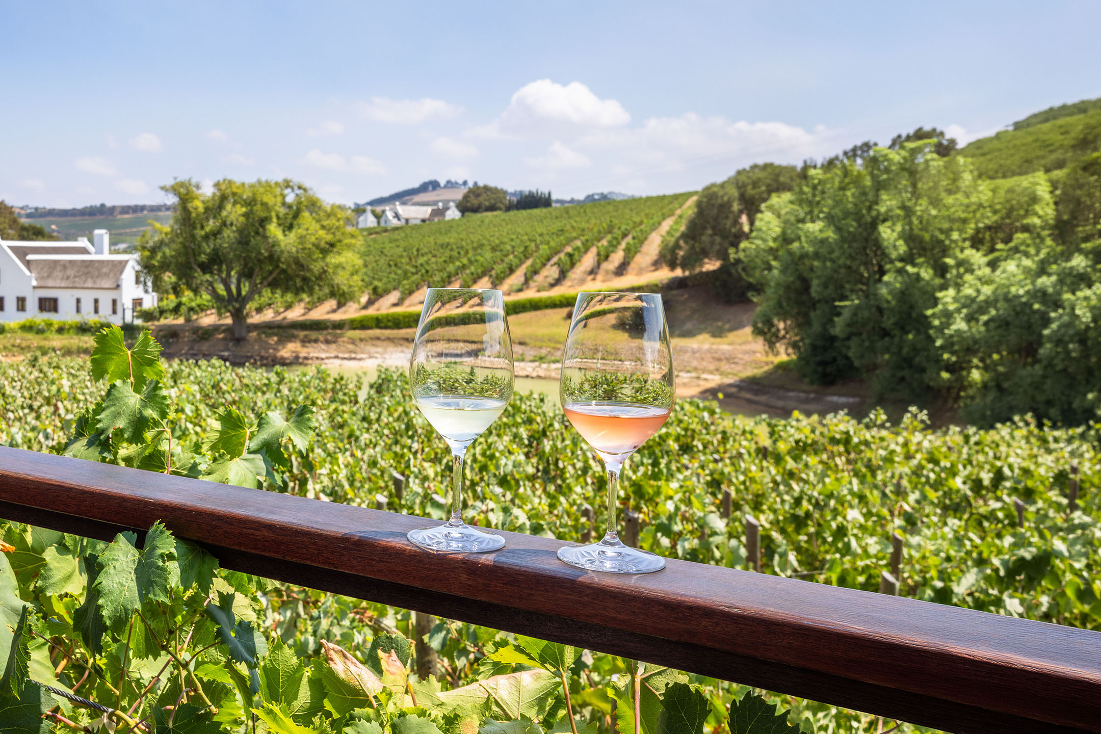Dve čaše vina, belog i rozea, na drvenoj ogradi sa vinogradom u pozadini.