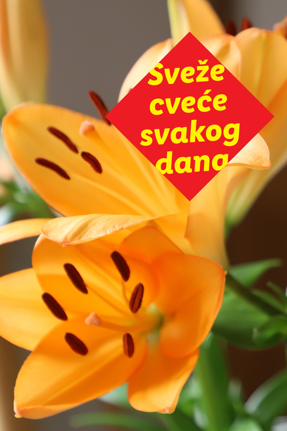 Žuti ljiljani sa crvenim natpisom „Sveže cveće svakog dana“.