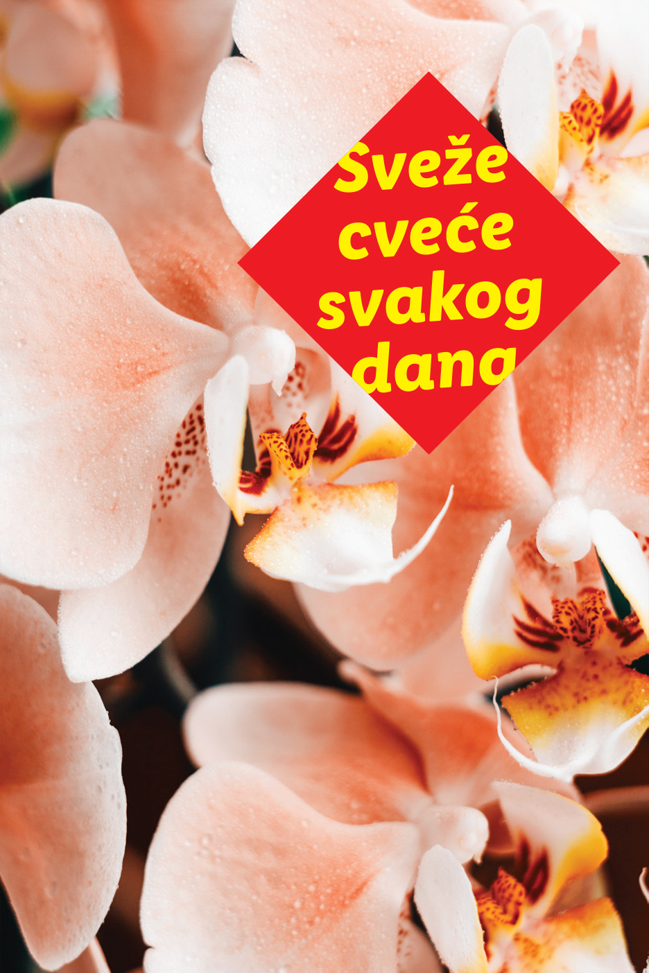 Breskvasto-bele orhideje sa kapljicama vode i crvenim natpisom 'Sveže cveće svakog dana'.